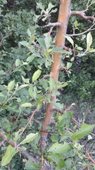 Malus orientalis