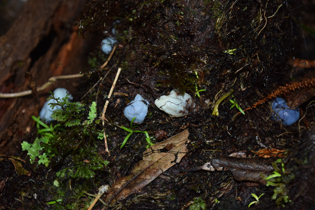 Clavogaster virescens · May 2025 · photo: © davidwhyte (iNaturalist, cc-by-sa)