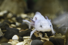Ambystoma mexicanum