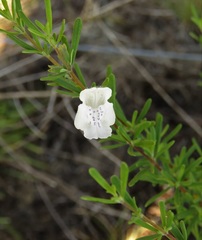 Conradina glabra