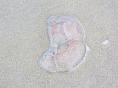 Aequorea forskalea