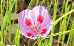 Clarkia amoena