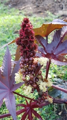 Ricinus communis