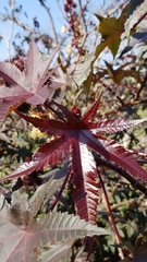 Ricinus communis