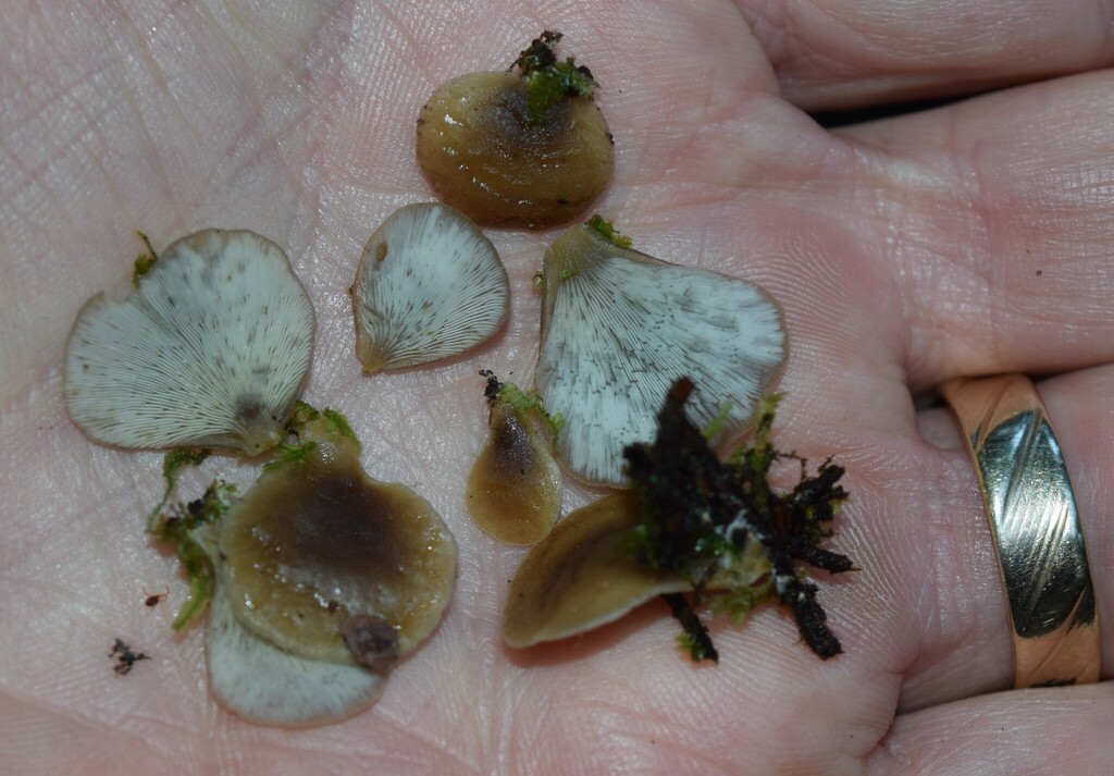Hohenbuehelia luteola