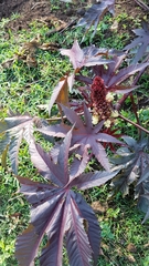 Ricinus communis