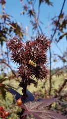 Ricinus communis