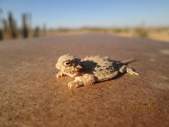Phrynosoma goodei