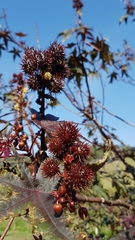 Ricinus communis