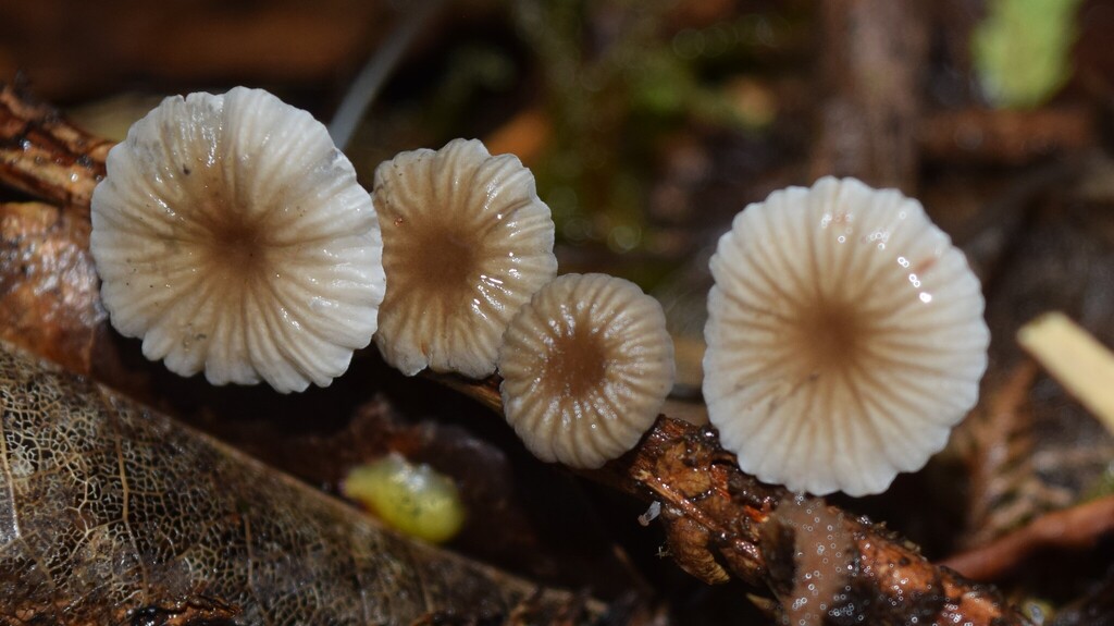 Mycena helminthobasis novae-zelandiae