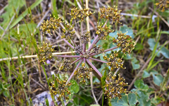 Lomatium californicum