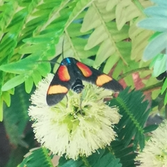 Cyanopepla submacula