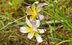 Erythronium helenae
