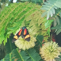 Cyanopepla submacula