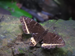 Lexias panopus