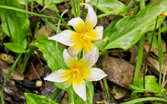 Erythronium helenae