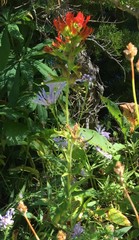 Castilleja suksdorfii