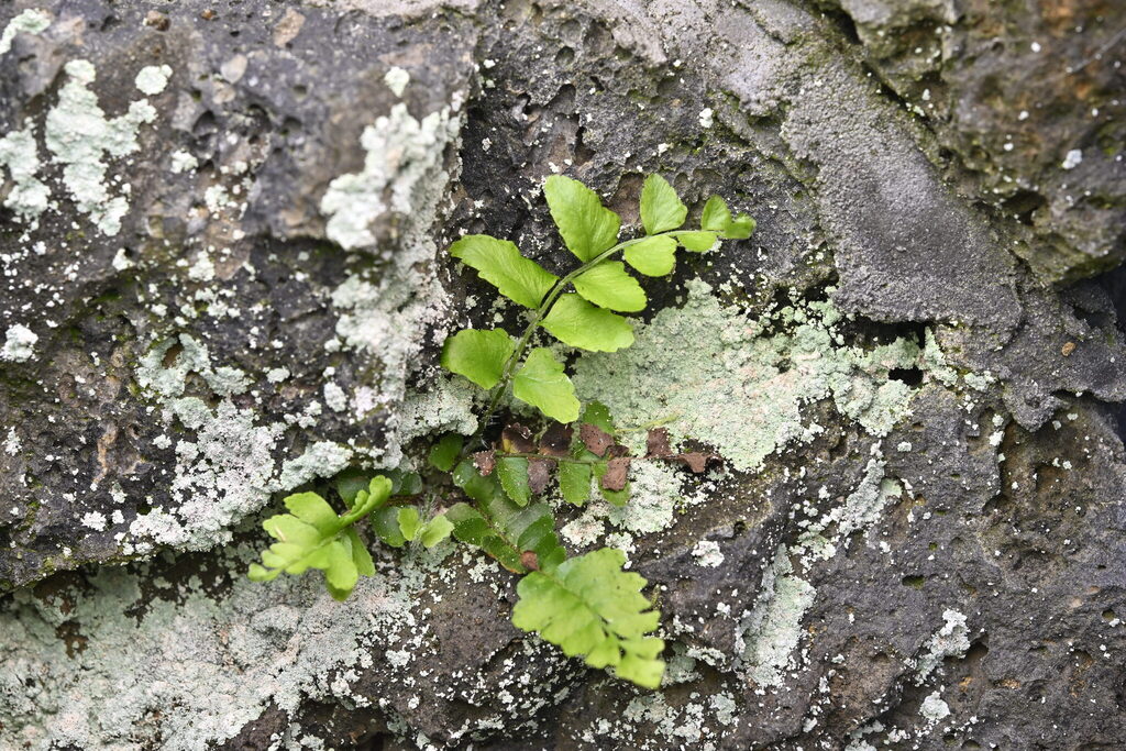 Nephrolepis cordifolia, Epsom, Auckland, New Zealand