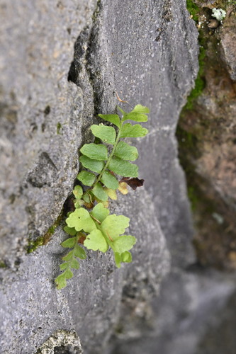 Nephrolepis cordifolia