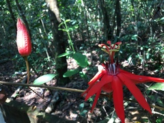 Passiflora miniata