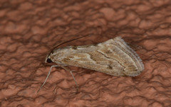 Evergestis vinctalis