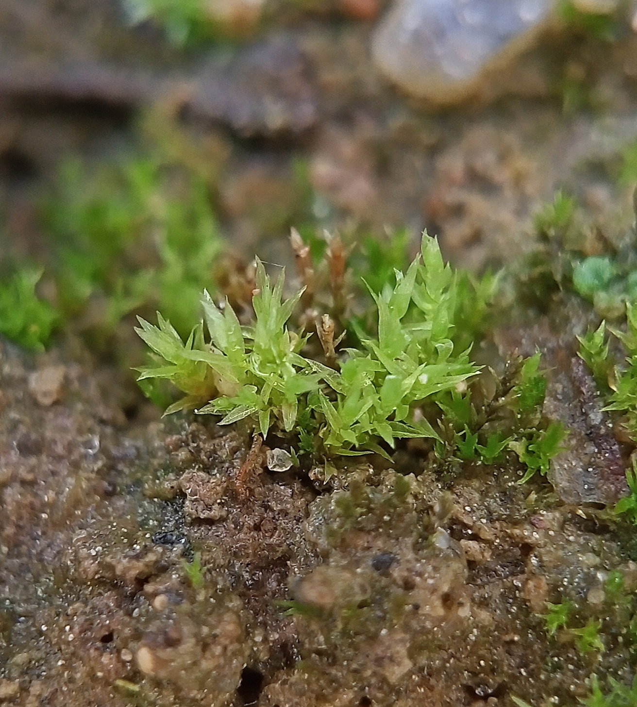 Pohlia lescuriana