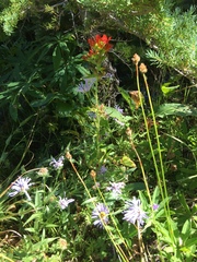 Castilleja suksdorfii