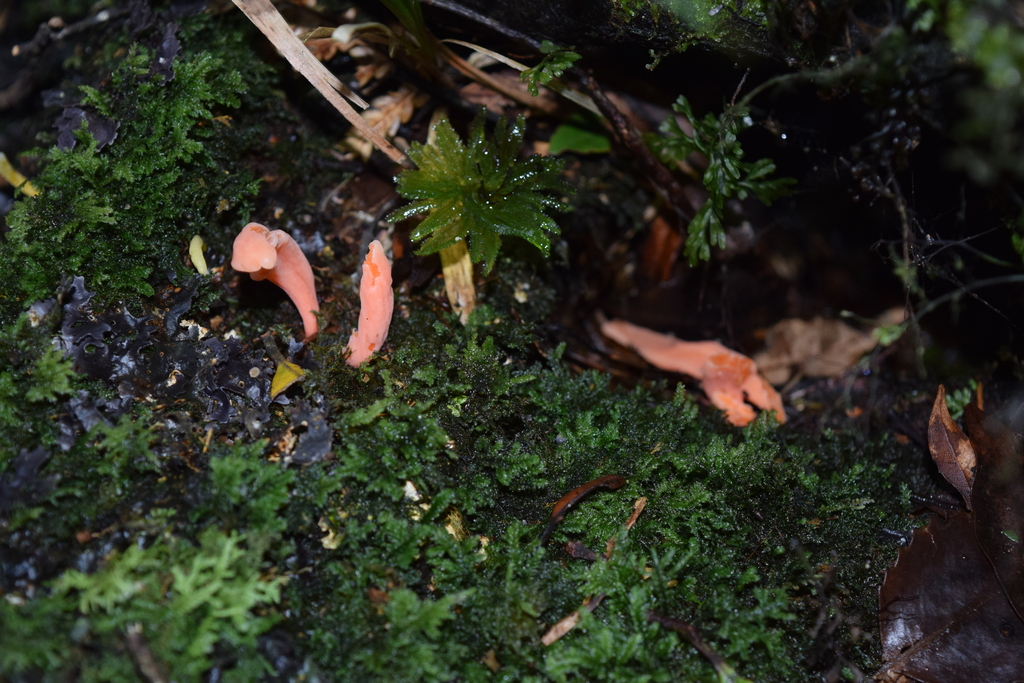 Clavulinopsis sulcata · May 2025 · photo: © davidwhyte (iNaturalist, cc-by-sa)