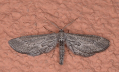 Glaucina interruptaria