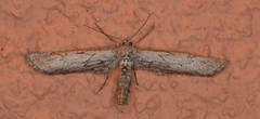 Glaucina nephos