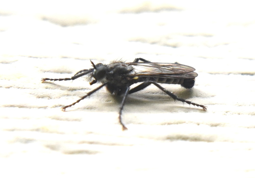 Unknown species found near Kootenai County, ID, USA