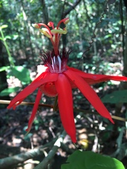 Passiflora miniata