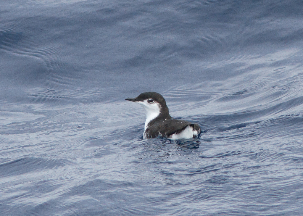 Guadalupe Murrelet