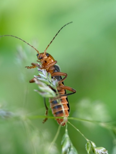 Juodablauzdis Minkštavabalis nuotrauka
