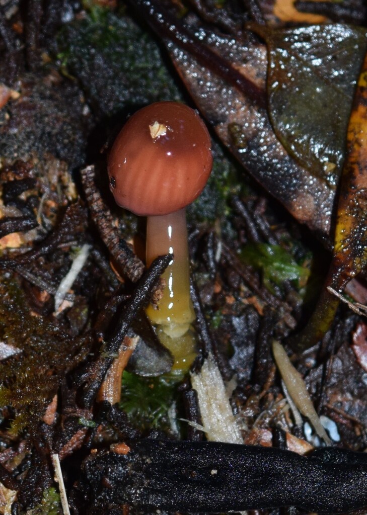 Gliophorus lilacinoides · May 2025 · photo: © davidwhyte (iNaturalist, cc-by-sa)