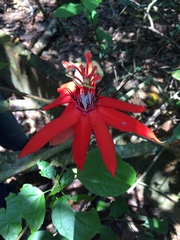 Passiflora miniata