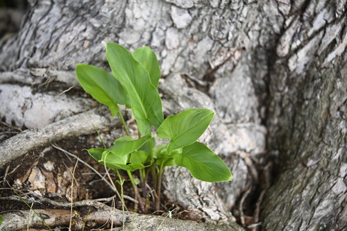 Zantedeschia aethiopica