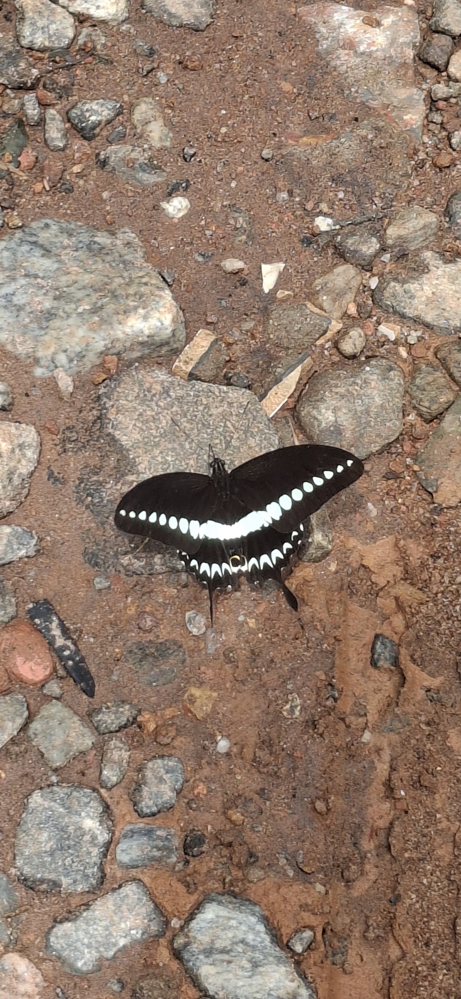 Malabar Banded Swallowtail
