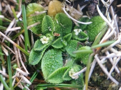 Myosotis brevis