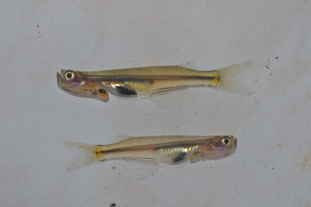 Philippine priapiumfish (Gulaphallus mirabilis) — Phallostethidae