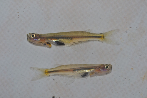 Philippine priapiumfish (Gulaphallus mirabilis) — Phallostethidae
