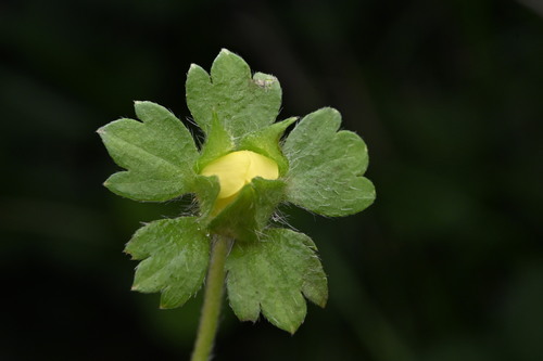 Potentilla indica
