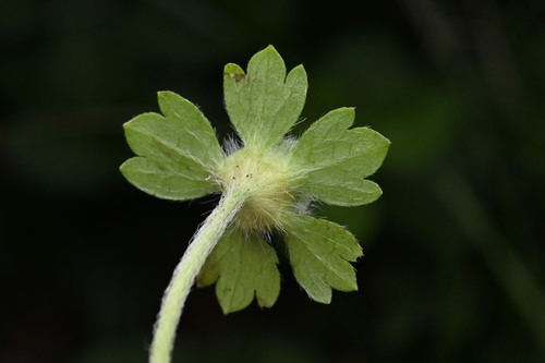 Potentilla indica