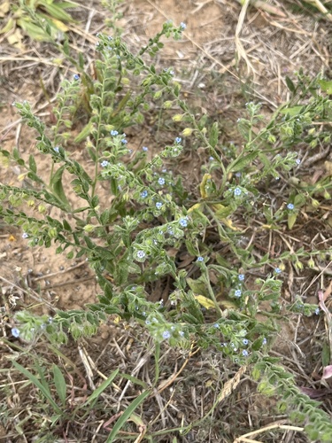 Bothriospermum secundum