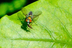 Condylostylus pruinosus