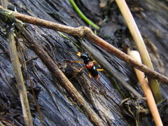 Therates fasciatus