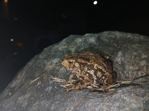 Ingerophrynus biporcatus