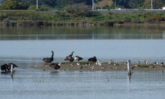 Limosa lapponica baueri