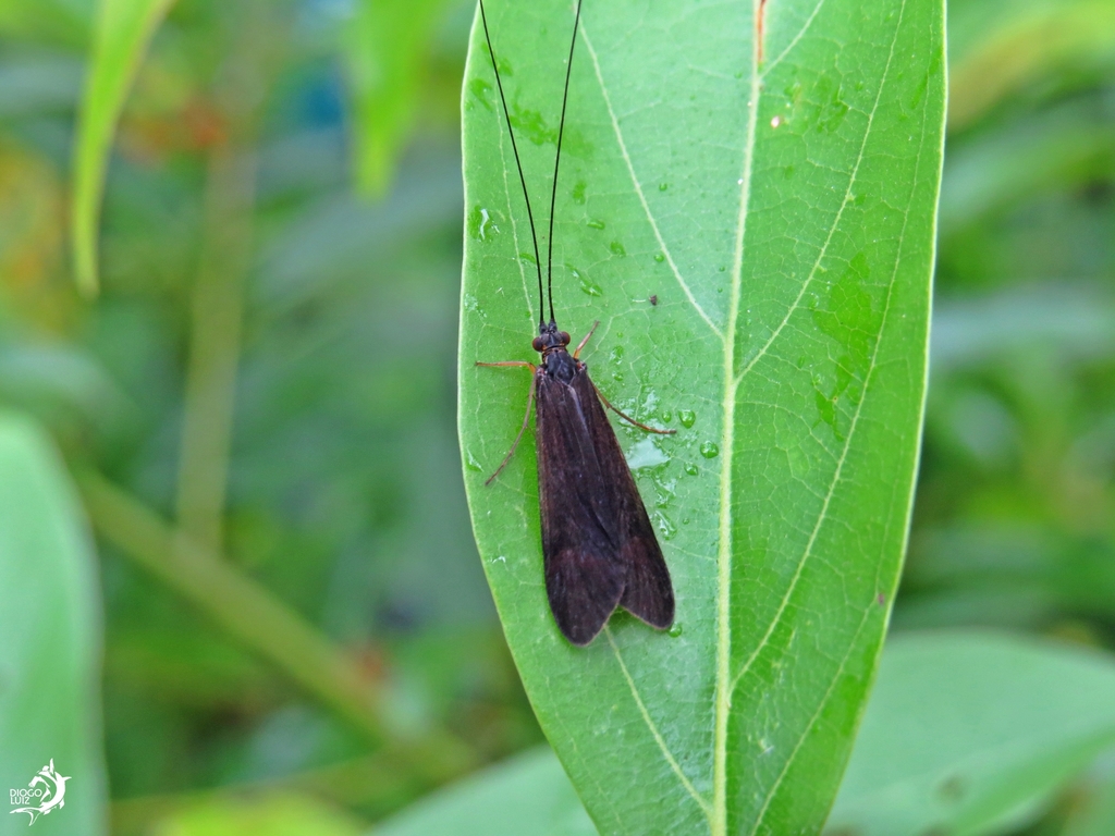 Centromacronema nigripenne