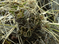 Veronica spectabilis